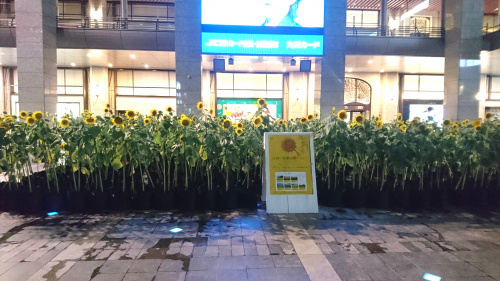 ひまわり畑♪　福岡賃貸プラザの画像