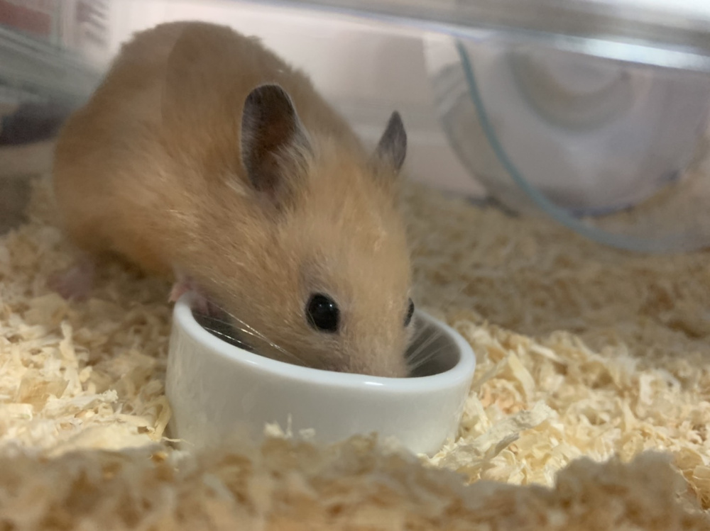 きなこの画像
