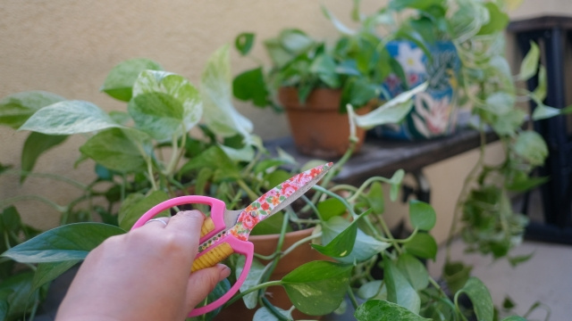 門真市にある「フラワーギフトのはなくらぶ」の人気のお花やお店の特徴をチェック！