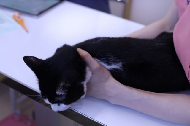 動物に寄り添うケア！いせや動物病院で診療できる動物の種類をチェック！