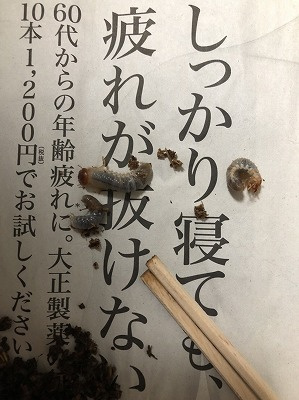 カブトムシ飼育日記３の画像