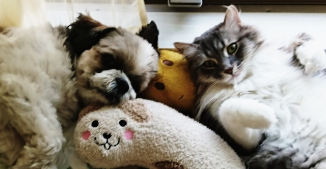 埼玉県日高市から発信する雑学シリーズ・「946万匹」の画像