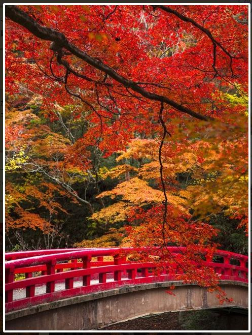 autum/秋の画像