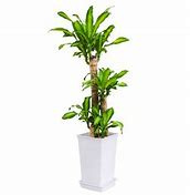 観葉植物の画像