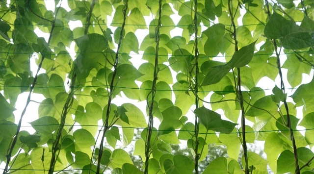 【賃貸のベランダで暑さ対策！】緑のカーテンの作り方の画像