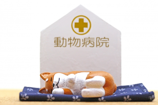 川越市内でおすすめの動物病院はどこ？診療領域もあわせてご紹介の画像