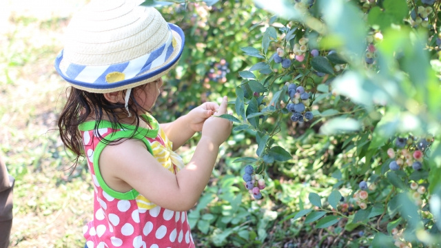 伊那市周辺で楽しめるおすすめのアクティビティの画像
