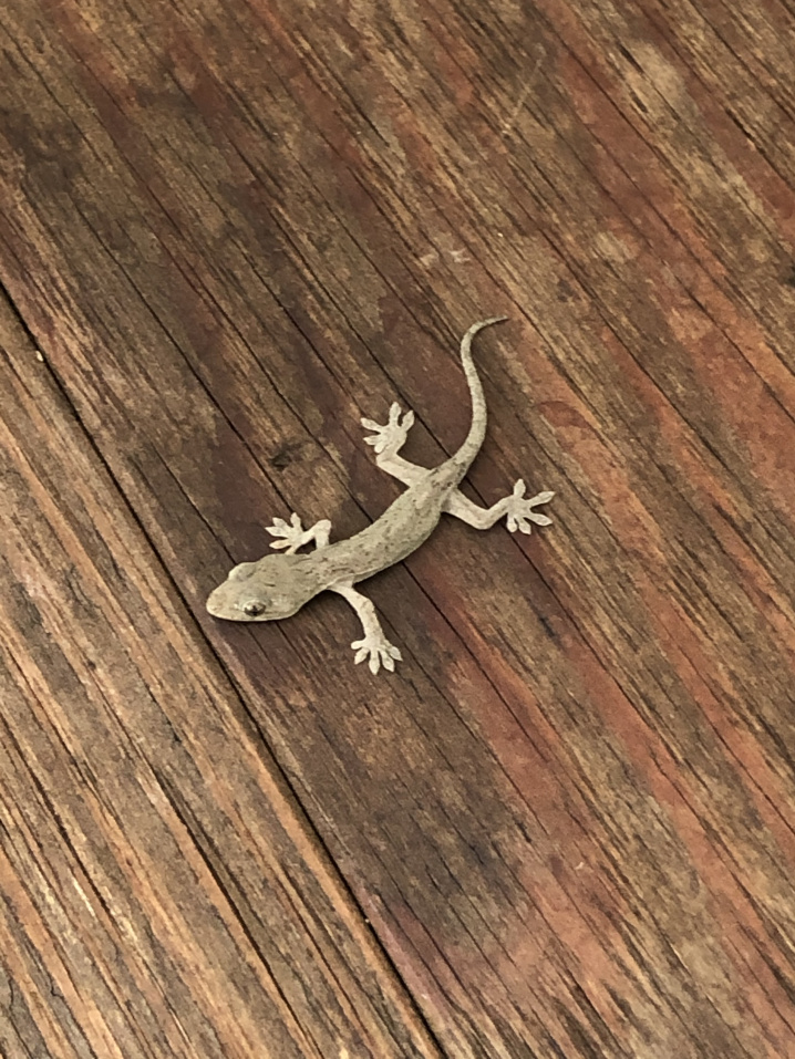 支店に可愛いお客様(^^)の画像