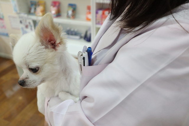 ペット飼育者必見！神戸市東灘区にあるおすすめの動物病院は？ の画像