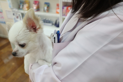 ペット飼育者必見！神戸市東灘区にあるおすすめの動物病院は？ 