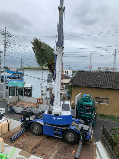 ヤシの画像