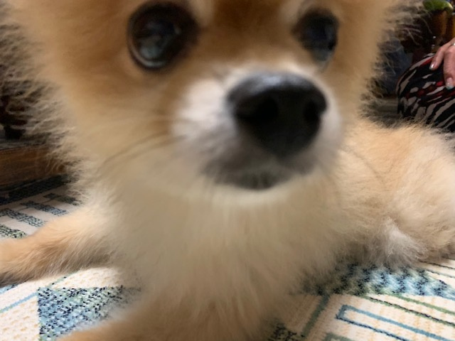 日高市のわんこ店長リッチ☆4の画像