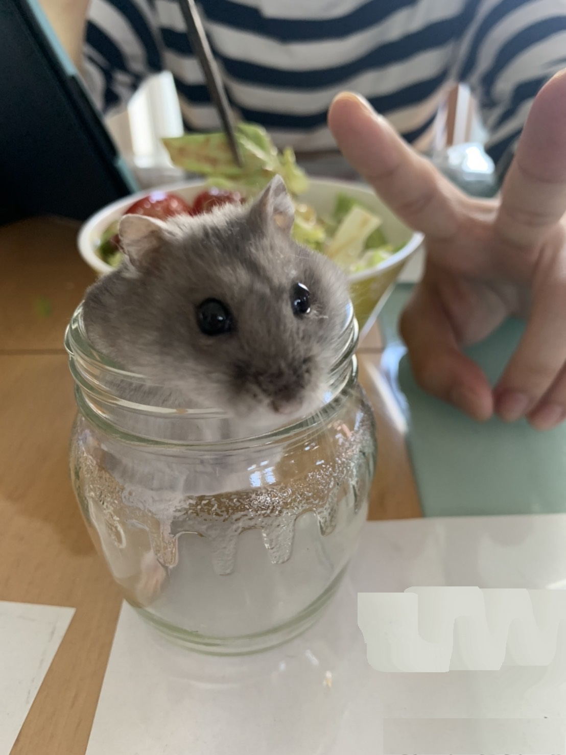 わが家のハムスター♪の画像