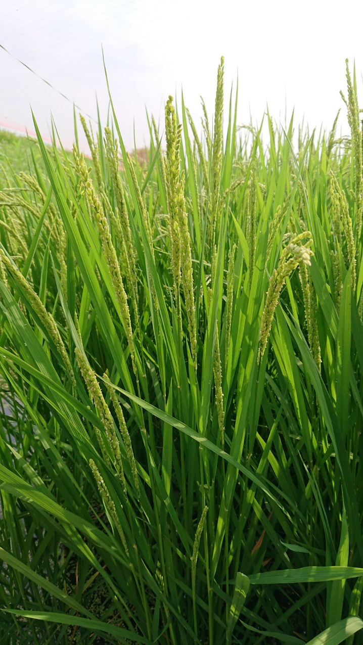 稲の花