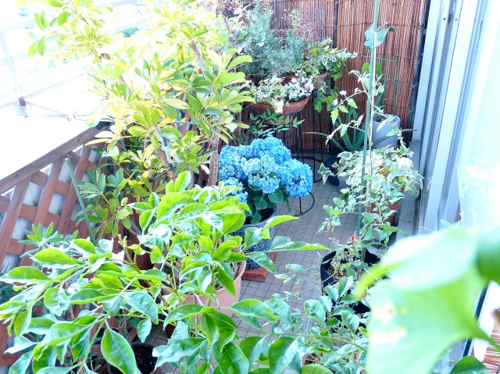 堺市北区でベランダガーデニングをするのにおすすめの花屋とは？