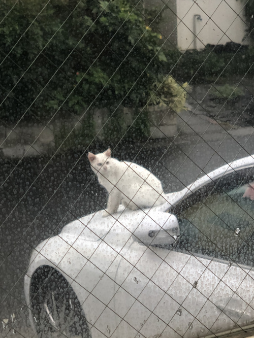 ネコ様が現れた！！の画像
