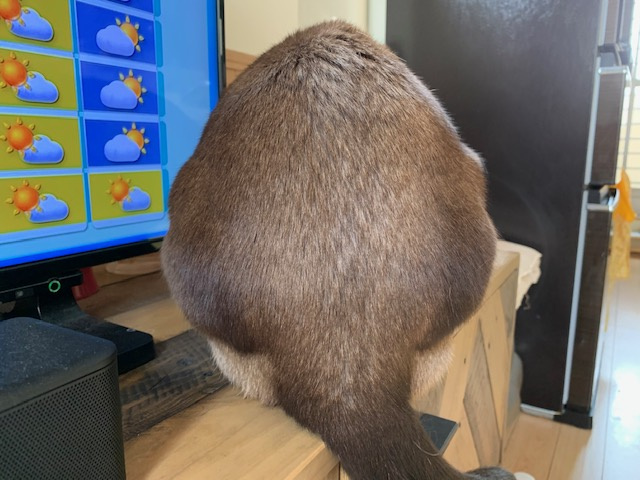 無理をしないダイエット始める。の画像