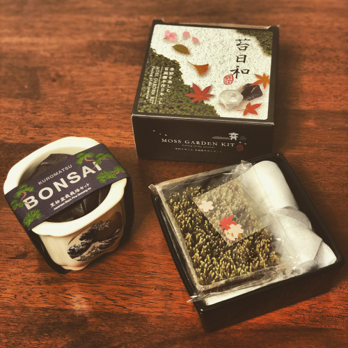 苔と盆栽の画像