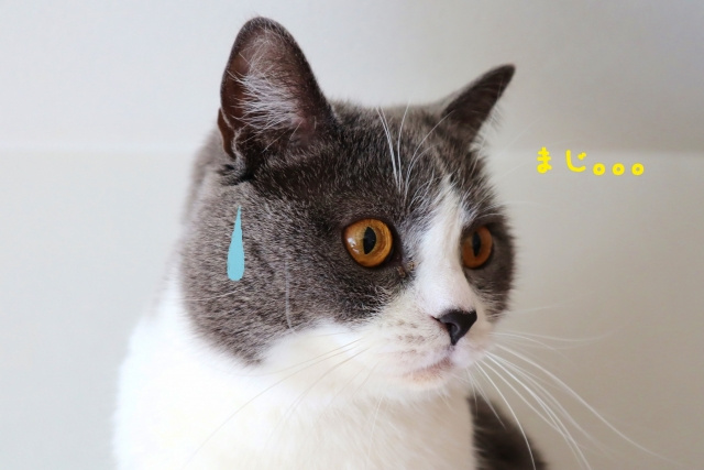 京都市で猫の飼育が可能な賃貸物件特集の画像