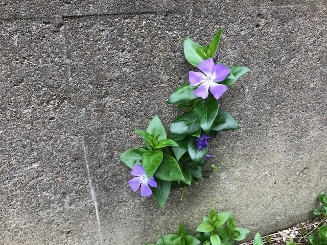 ☆世界遺産 知床☆の画像