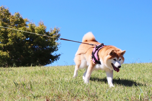 ペットと入園できる公園