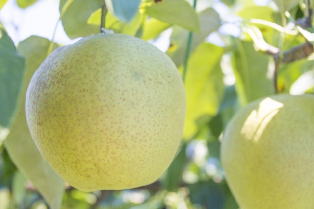 八千代市のふるさと納税の取り組みとは？納税での寄付金の使い道を紹介の画像