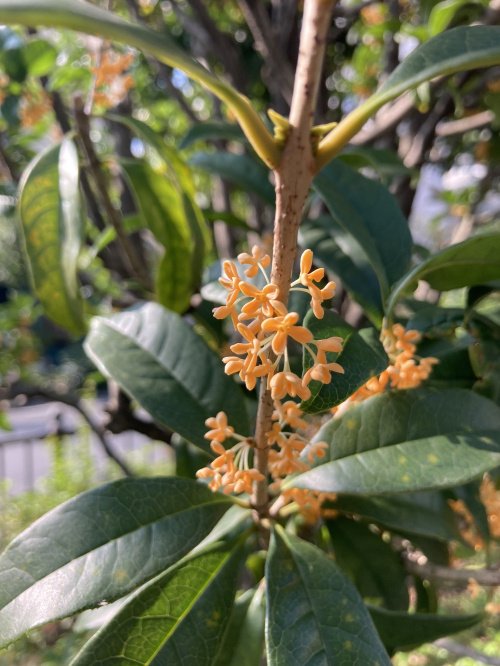 感じるこの香りは・・・の画像