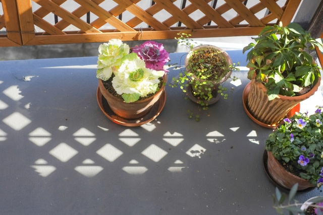 鹿沼市でベランダガーデニングを楽しむために！おすすめ花屋さんを紹介の画像