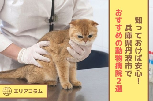 知っておけば安心！兵庫県丹波市でおすすめの動物病院2選