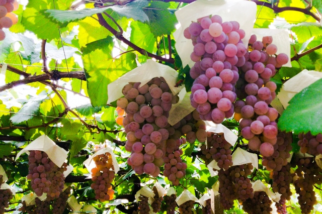 京都市山科区の直売所で旬を楽しもう！直売農園で季節の味覚を堪能！