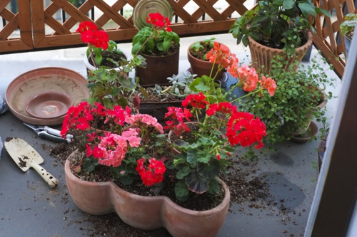 東大和市でおすすめの花屋はここ！ベランダガーデニング初心者は必見です