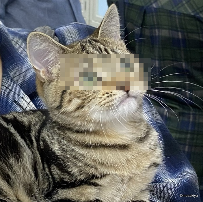 新入りの画像
