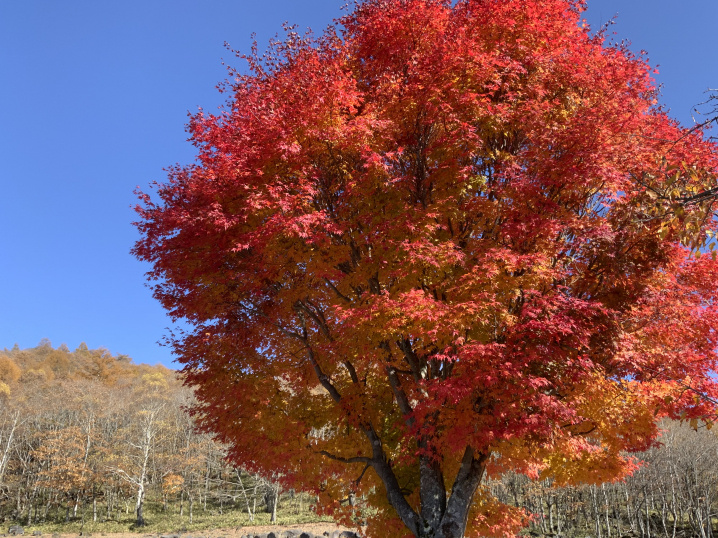 お墓参り＆八ヶ岳エリアの紅葉狩りの画像