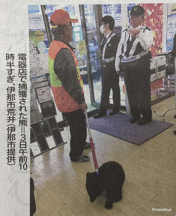 クマの画像