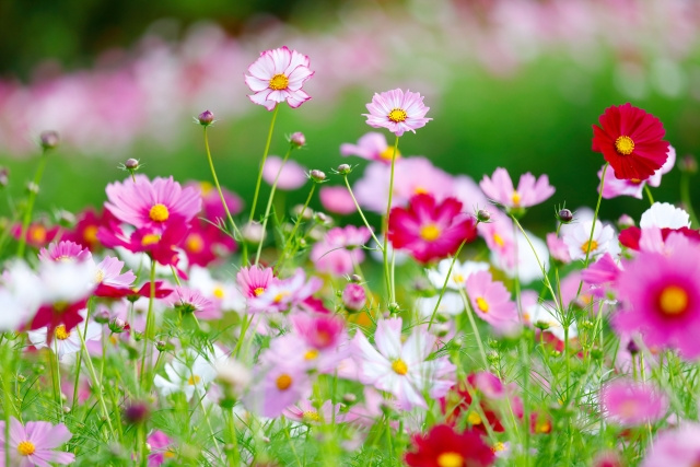 買い物も遊びも家族で1日楽しめる「鹿沼市花木センター」とは？の画像