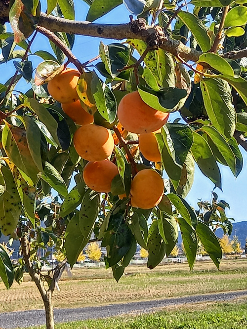 岐阜の名産→秋の味覚→といえば”柿”です！の画像