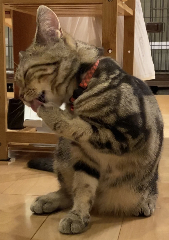 前足の味の画像