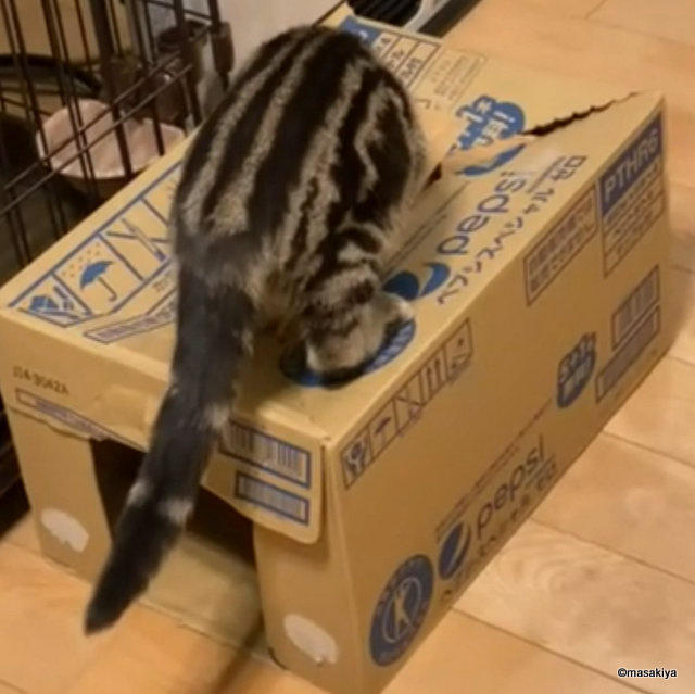 好奇心満載の画像