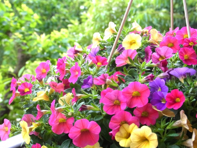 名古屋市天白区でベランダガーデニングの花屋 Atelier Moaや花工房オレンジを紹介 名古屋市の不動産売却 購入は仲介手数料無料 半額のマックスバリュで住まい相談川原店