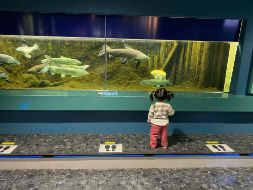 水族館♪の画像