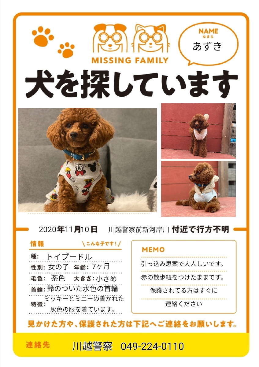 迷い犬情報提供のお願いの画像