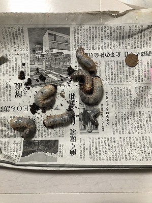 １１月１６日：カブトムシ飼育日記４の画像