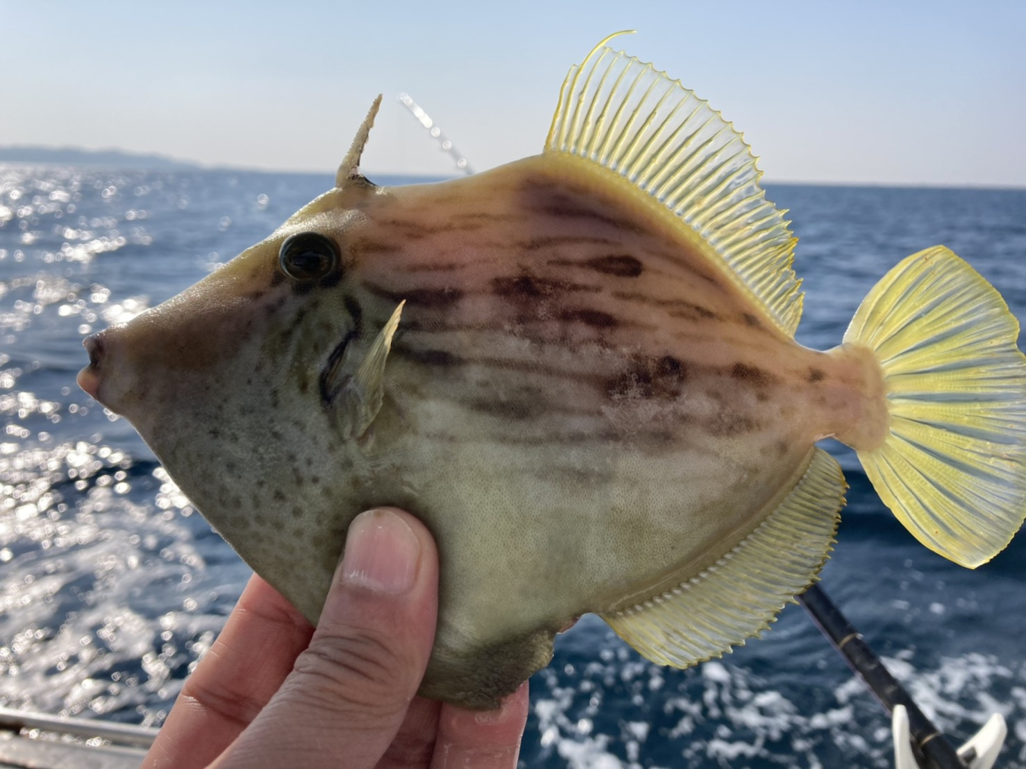 館山沖のカワハギの画像