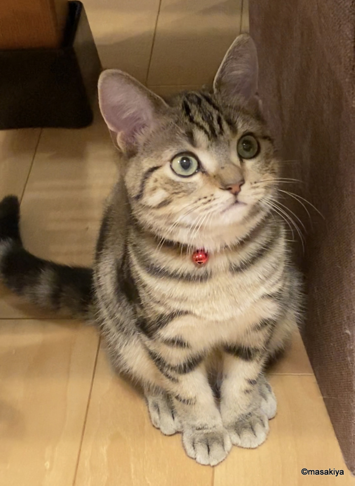 影から見守るタイプの画像