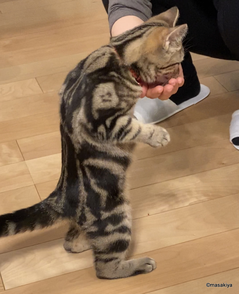 育ちの画像