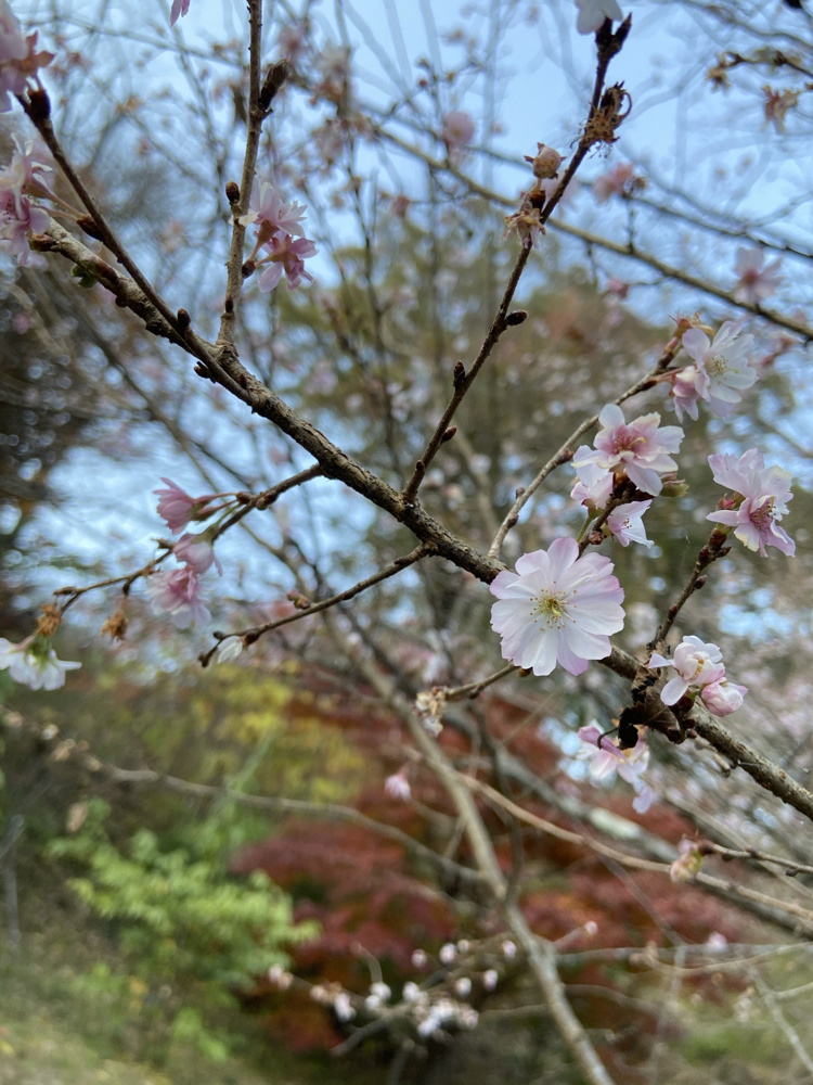 紅葉と桜の画像