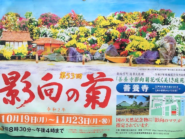 天然記念物の松と菊花大会！の画像