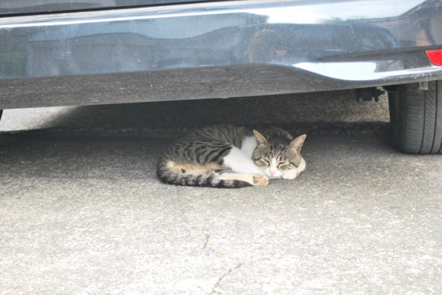 猫バンバンの季節になりました。の画像