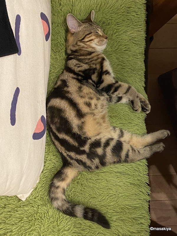 昼寝姿の画像