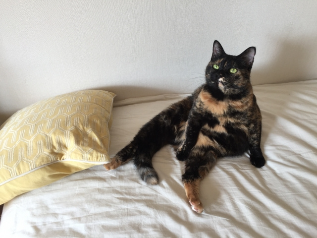 住まいを借りるまでの流れ～日高市高麗川駅前 不動産賃貸コラム～の画像